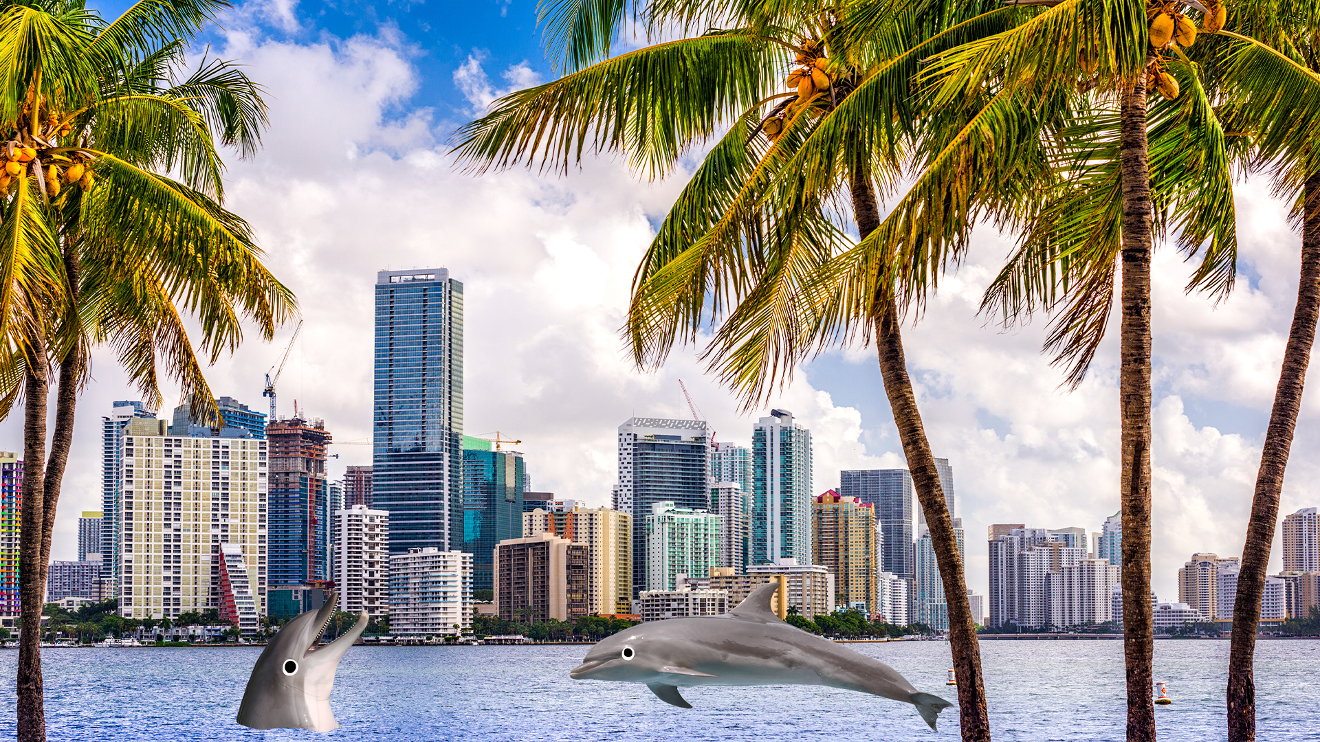Beano dolphins in Miami