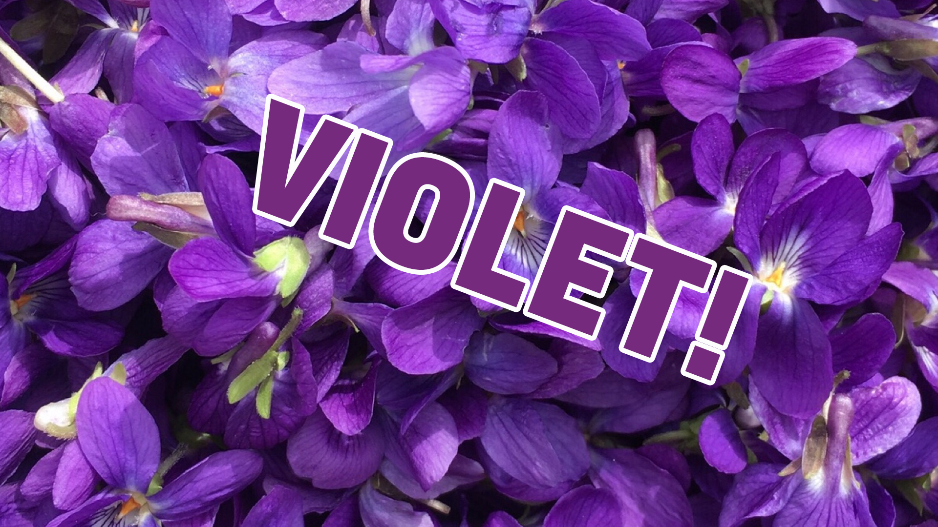 Violet Result