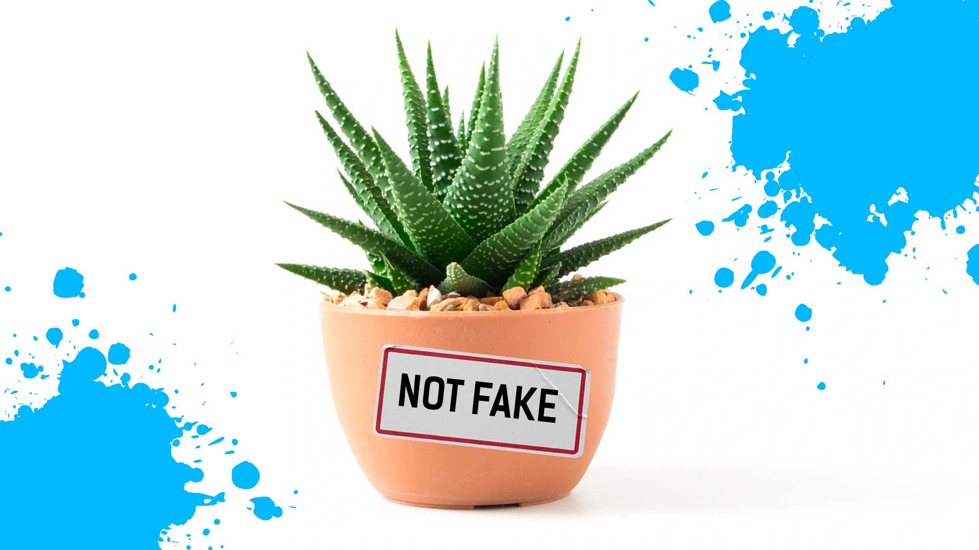Not a fake plant
