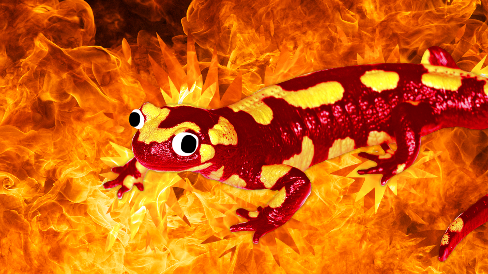 Beano salamander in fire