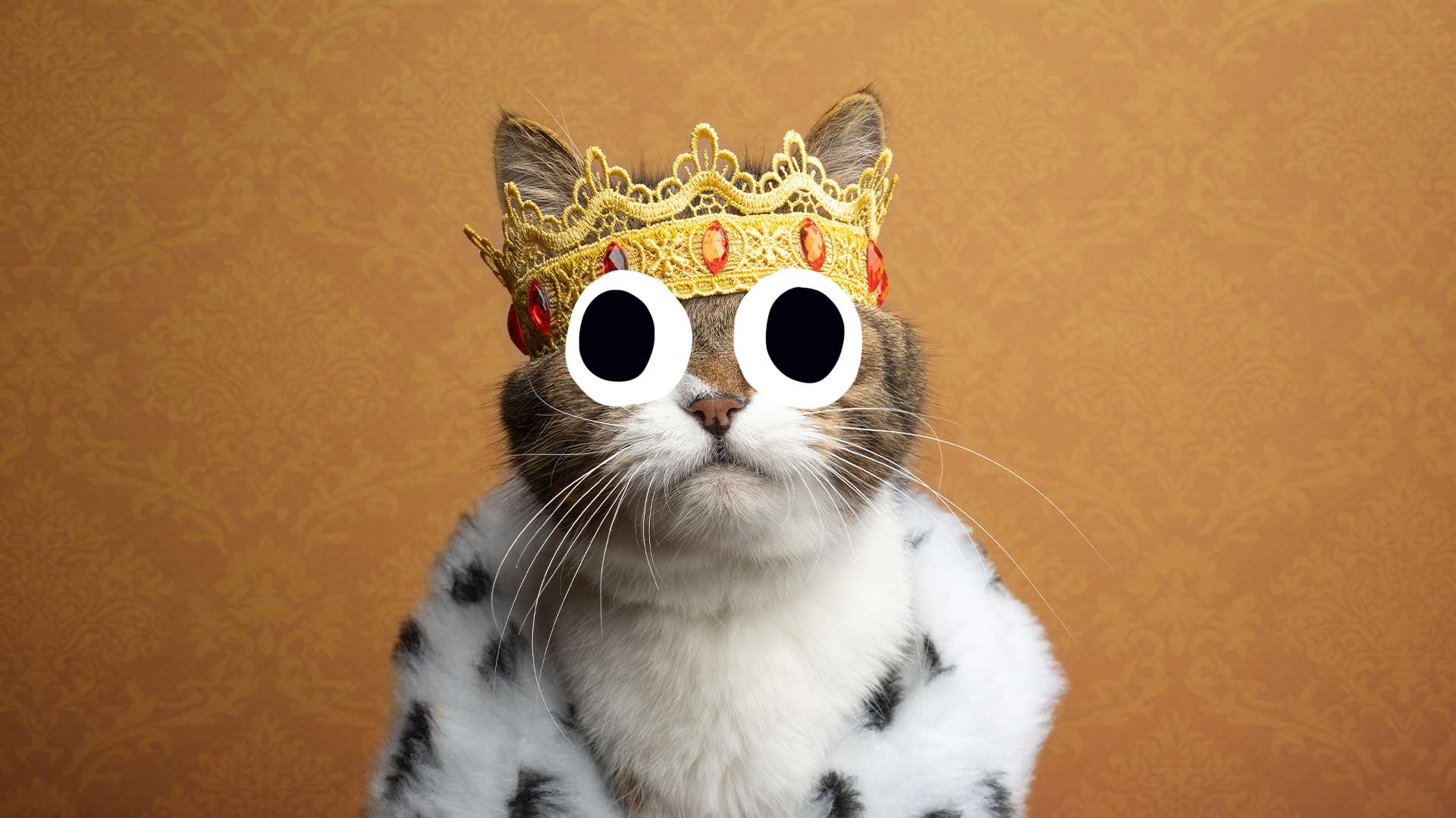 A cat dressed as a king