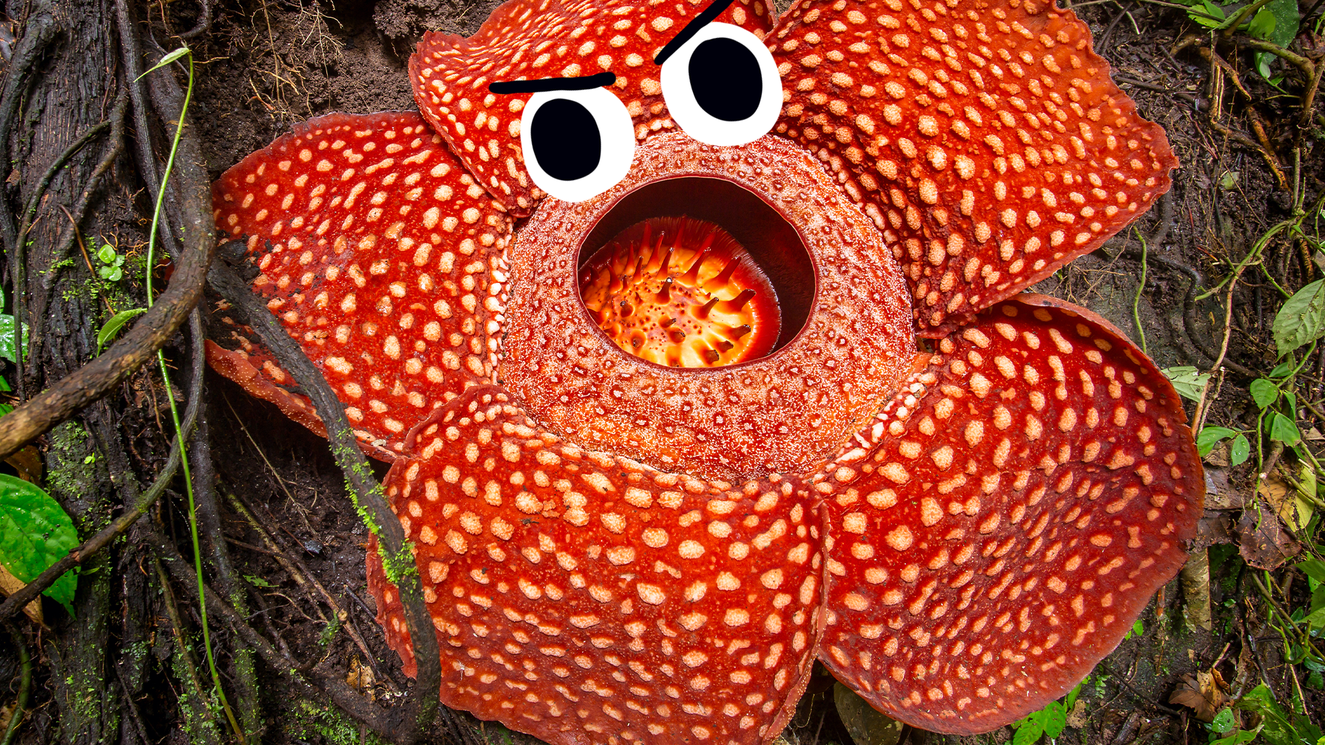 Goofy giant flower with eyes