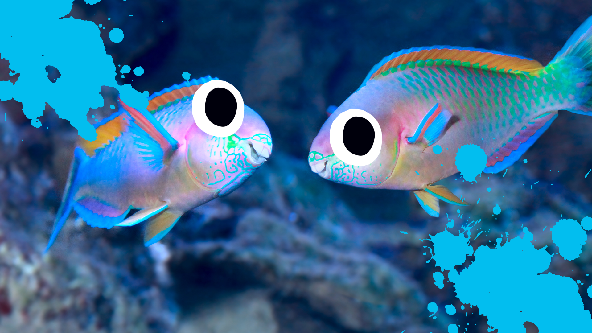 Two fish with blue splats