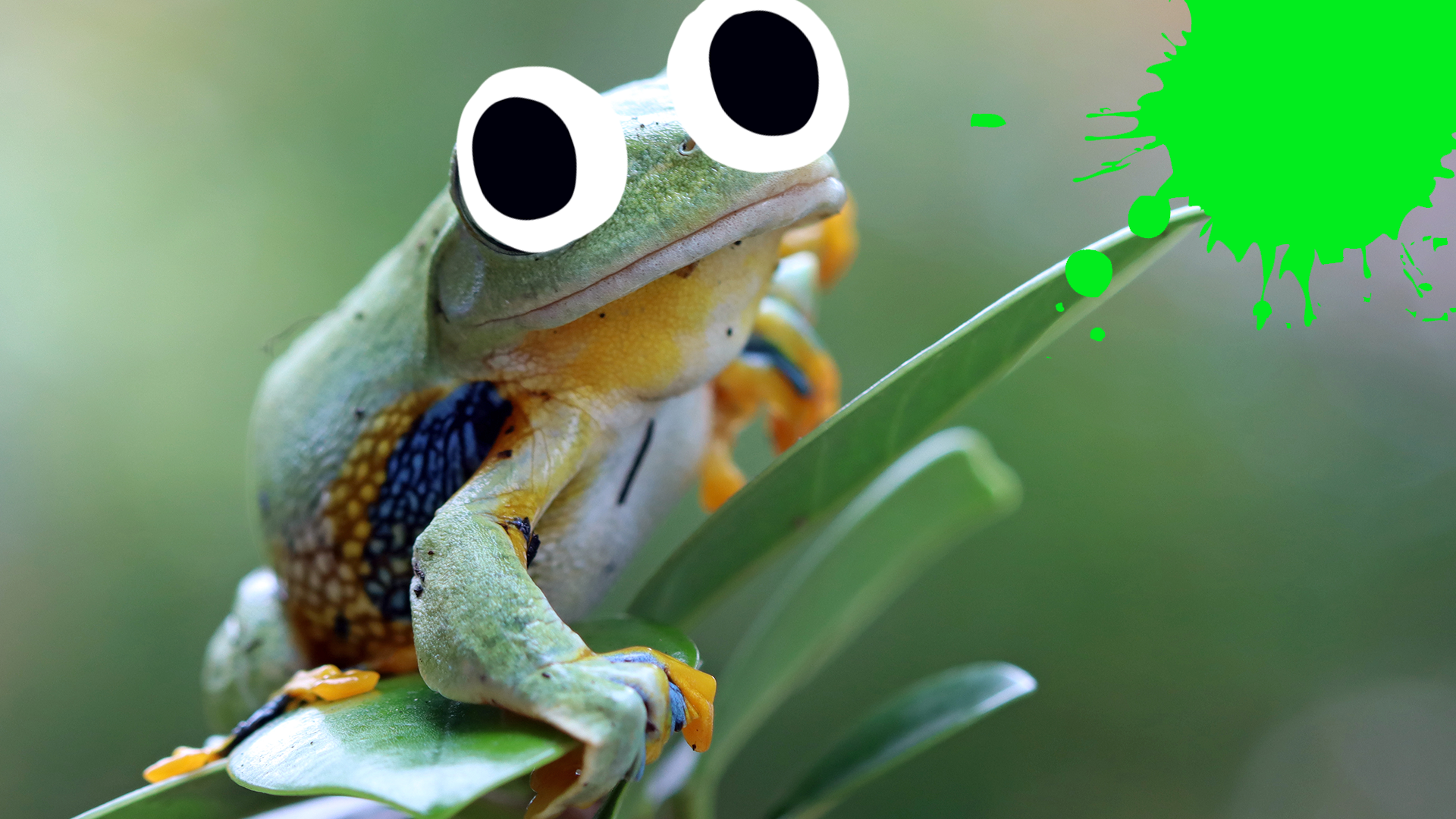 Cute frog on leaf