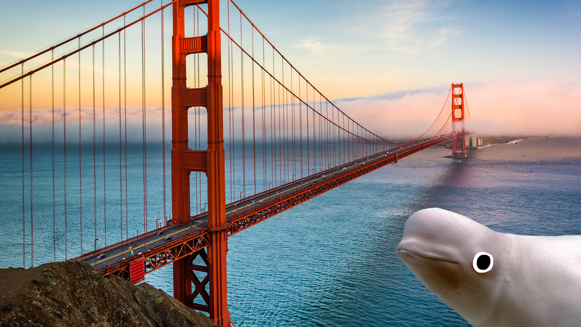 The Golden Gate Bridge and a beluga whale