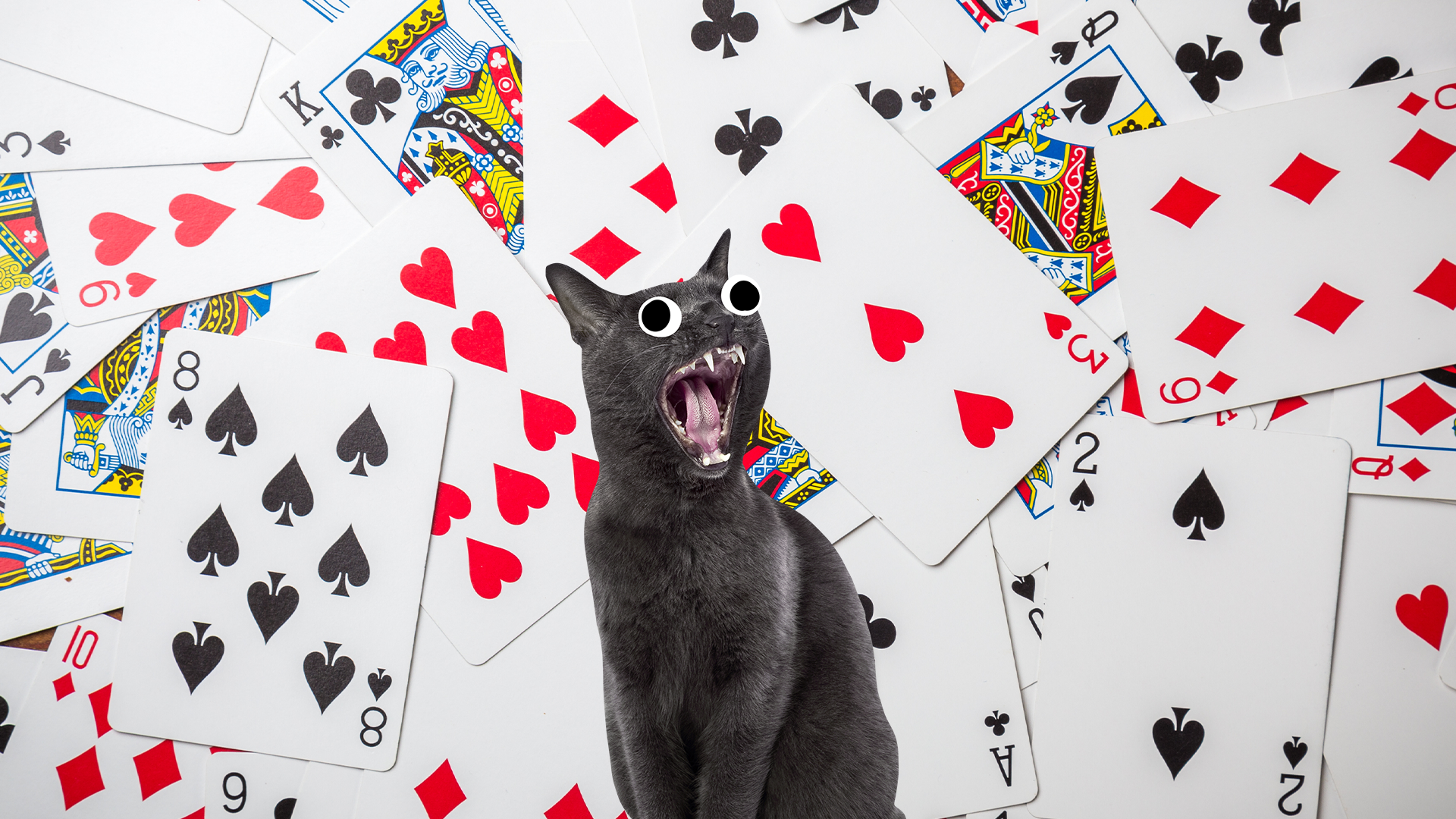 Playing cards and screaming Beano cat