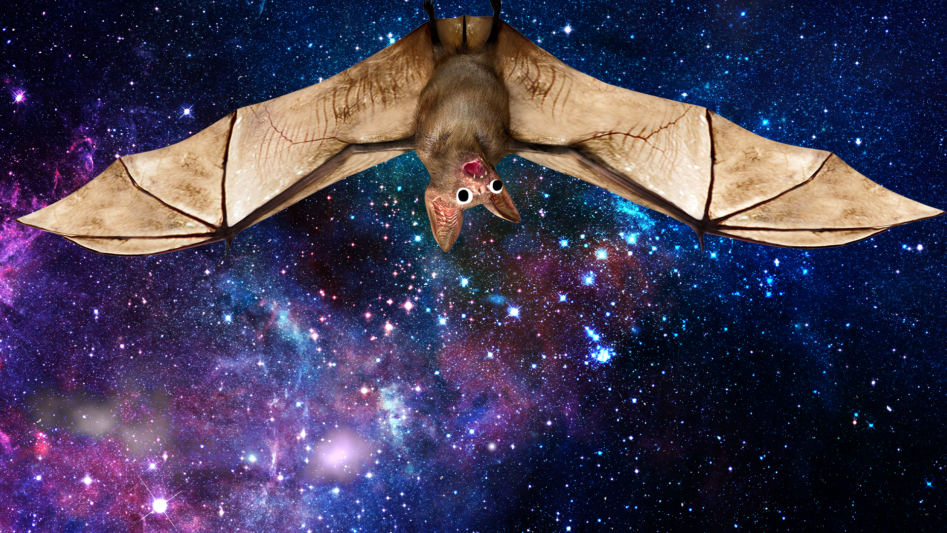 Bat on starry background