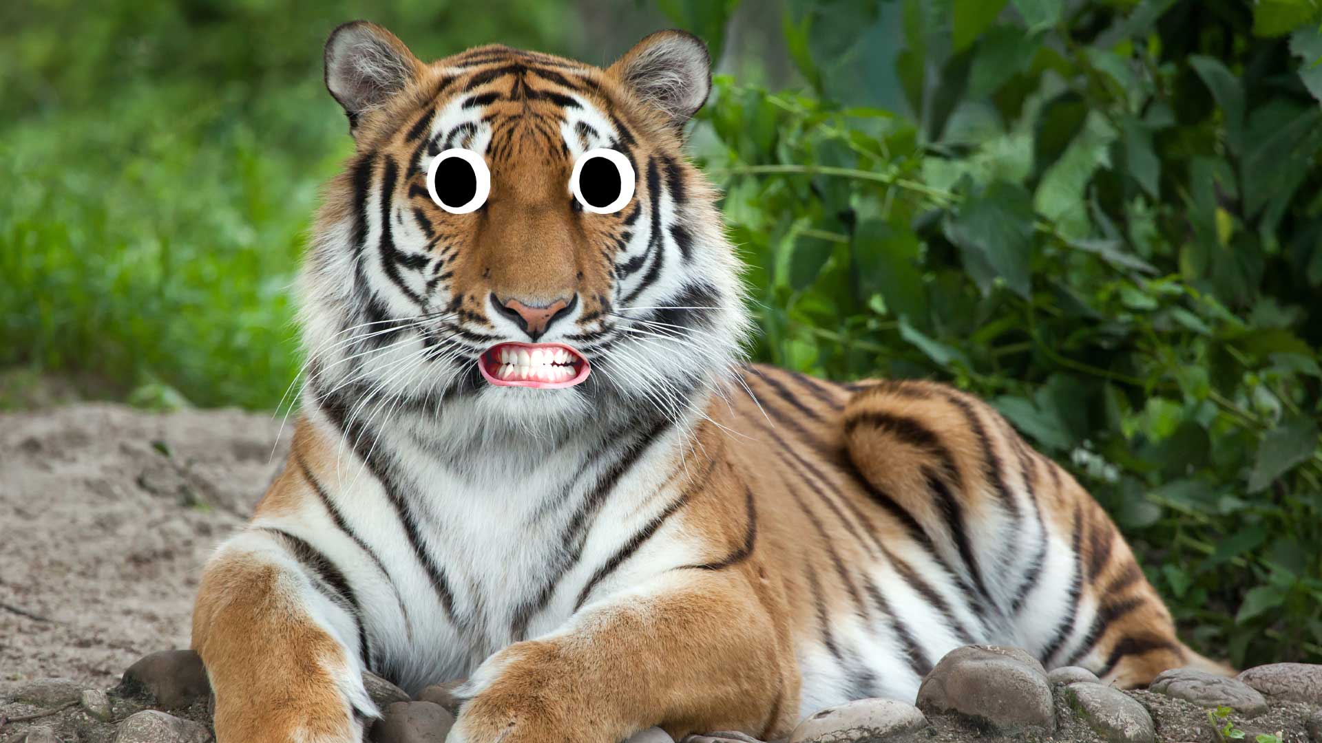 An Amur tiger