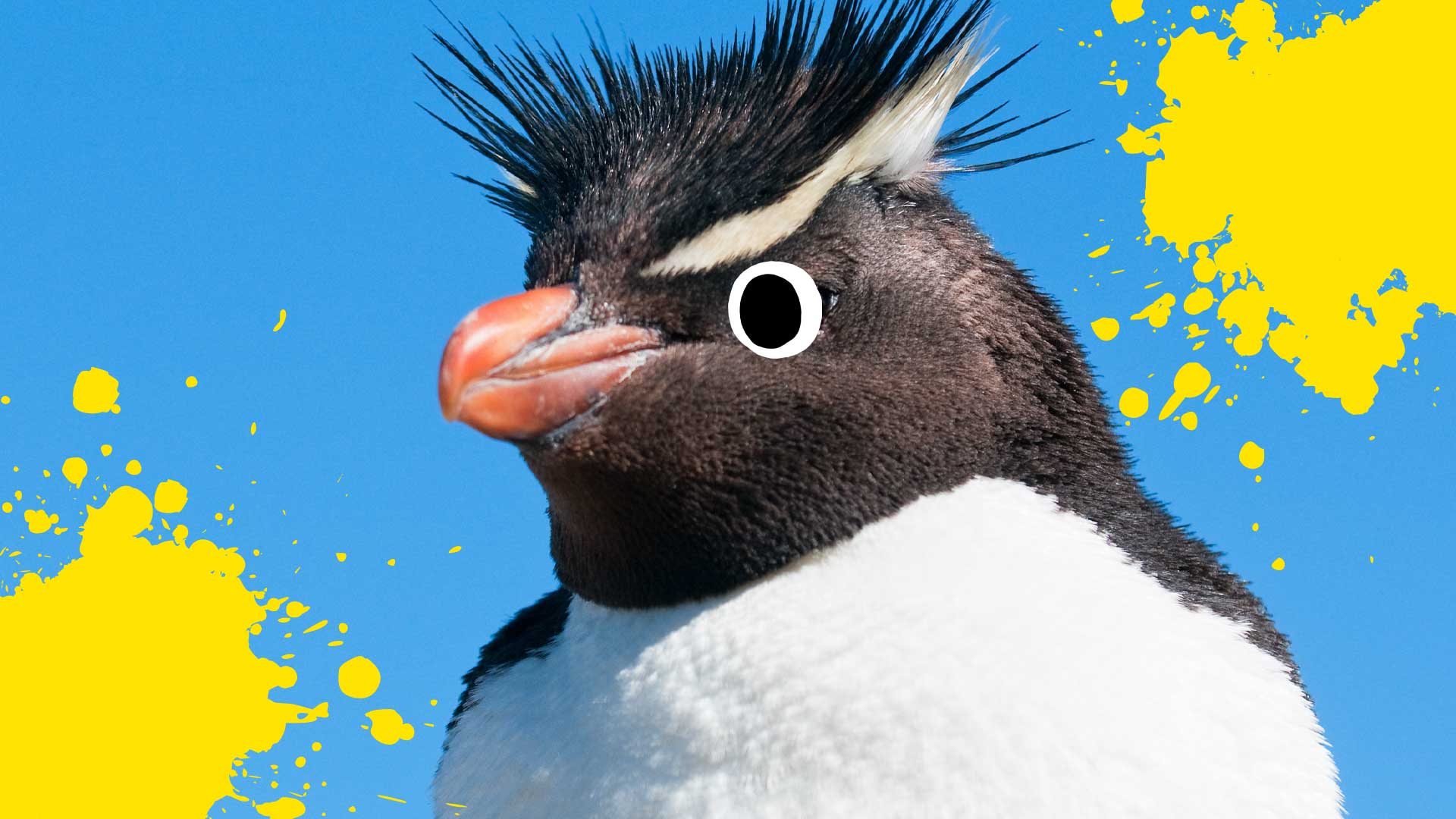 A rock hopper penguin