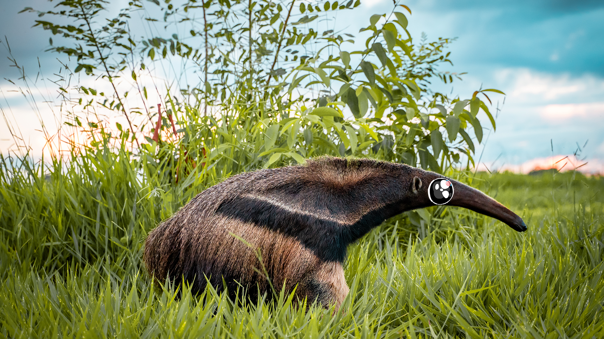 9 Fascinating Anteater Facts