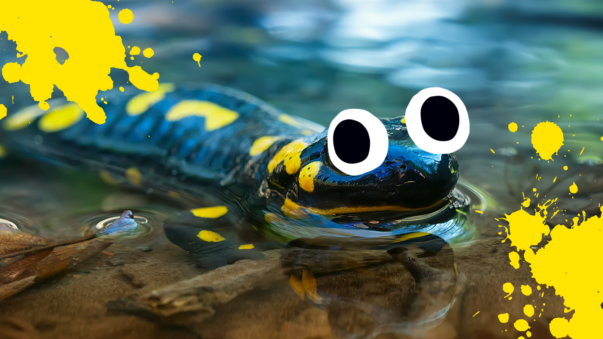 Goofy lil salamander and splats