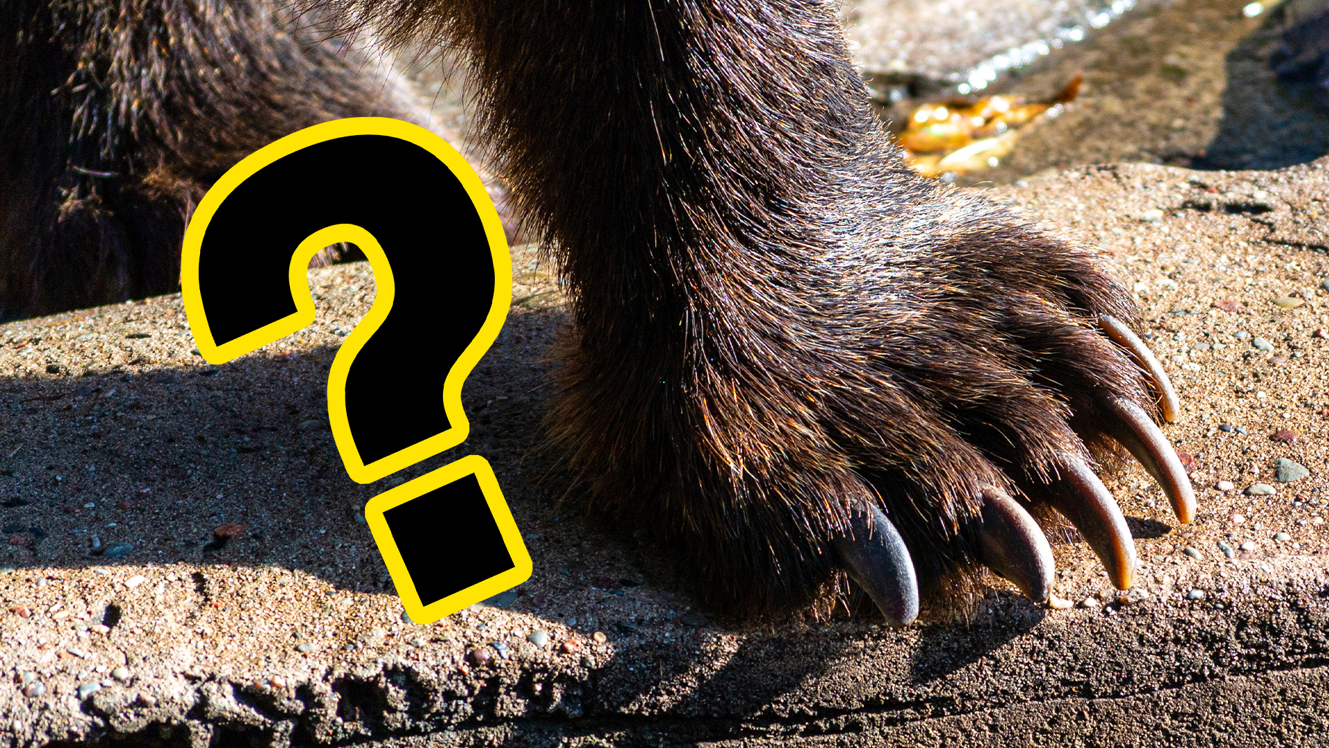 A hairy paw and a question mark