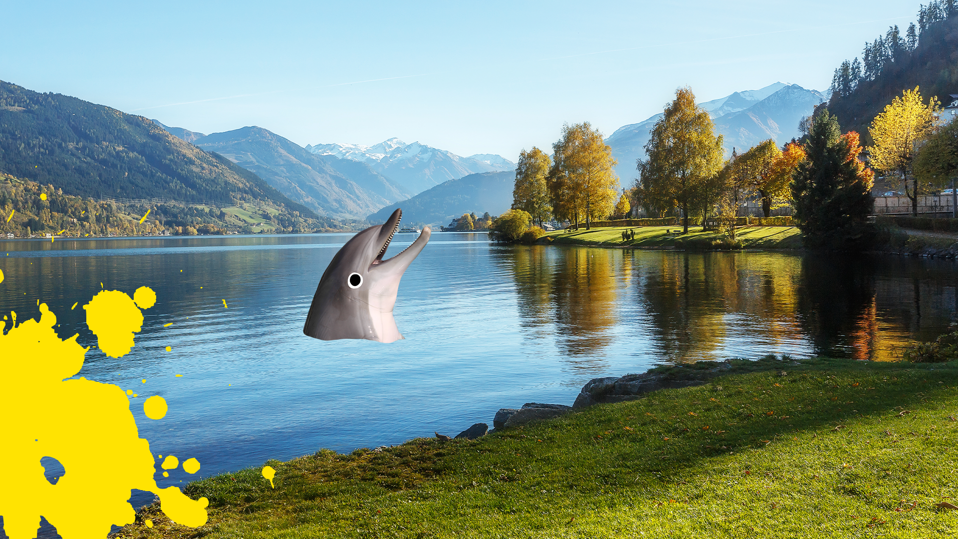 Dolphin in a nice lake and a splat