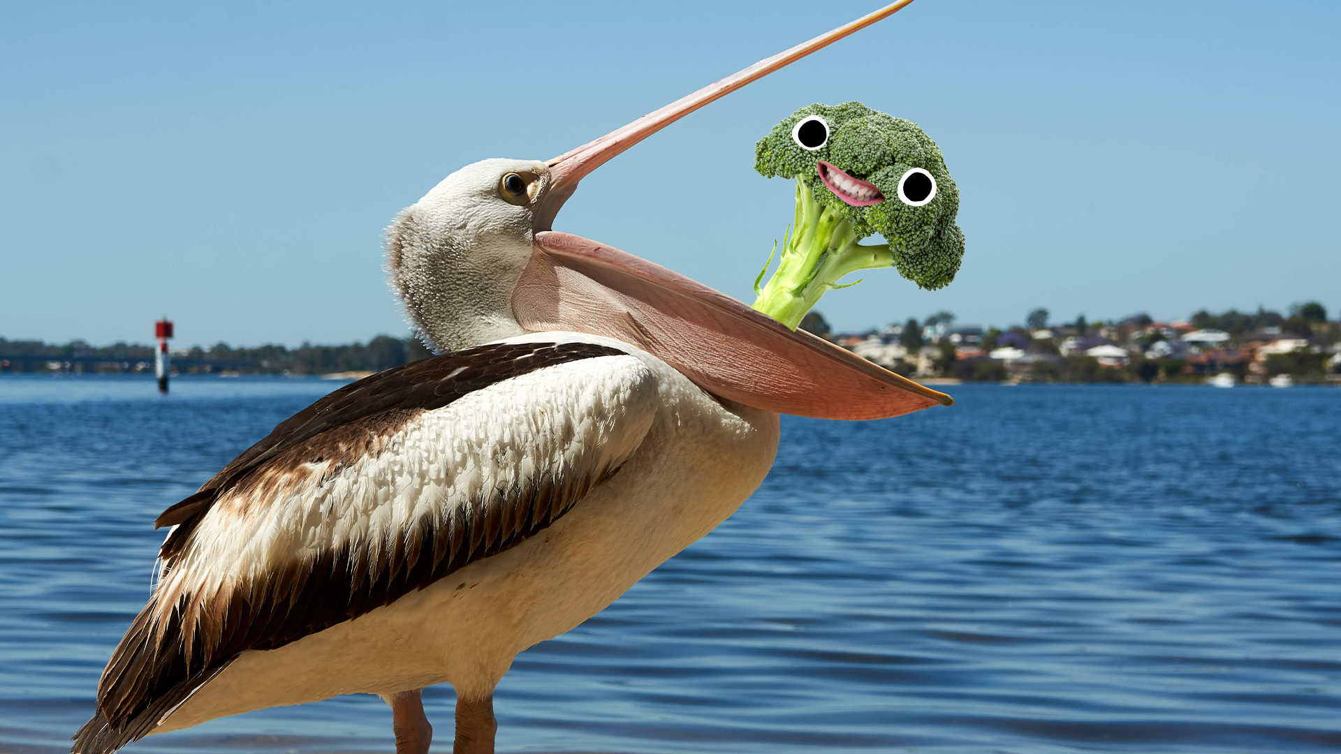 Pelican eating some goofy broccoli 