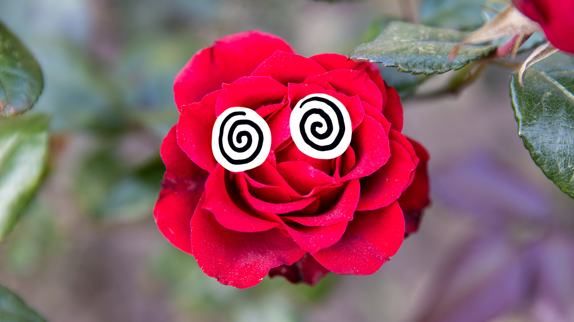 A hypnotised rose 