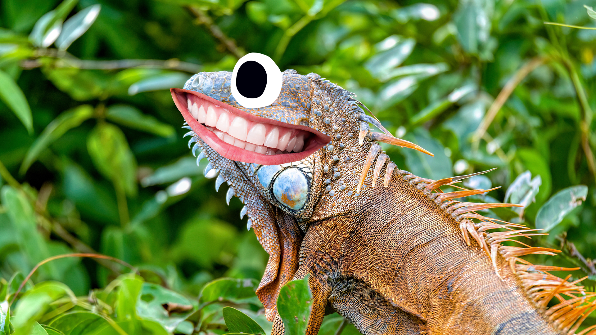 Goofy looking iguana
