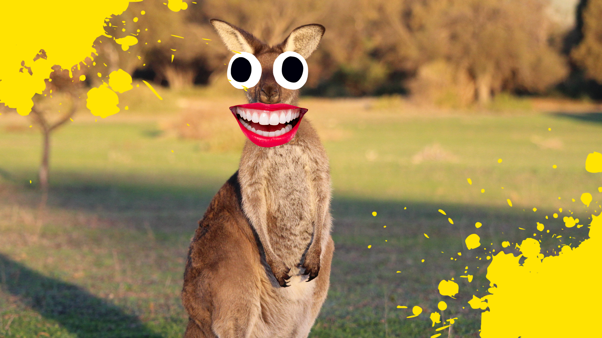 Goofy kangaroo with splats