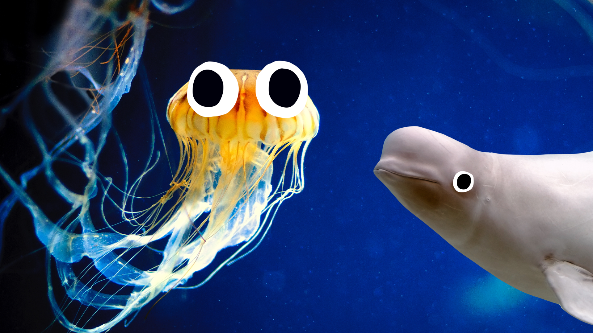 Jellyfish with eyes and beluga wale