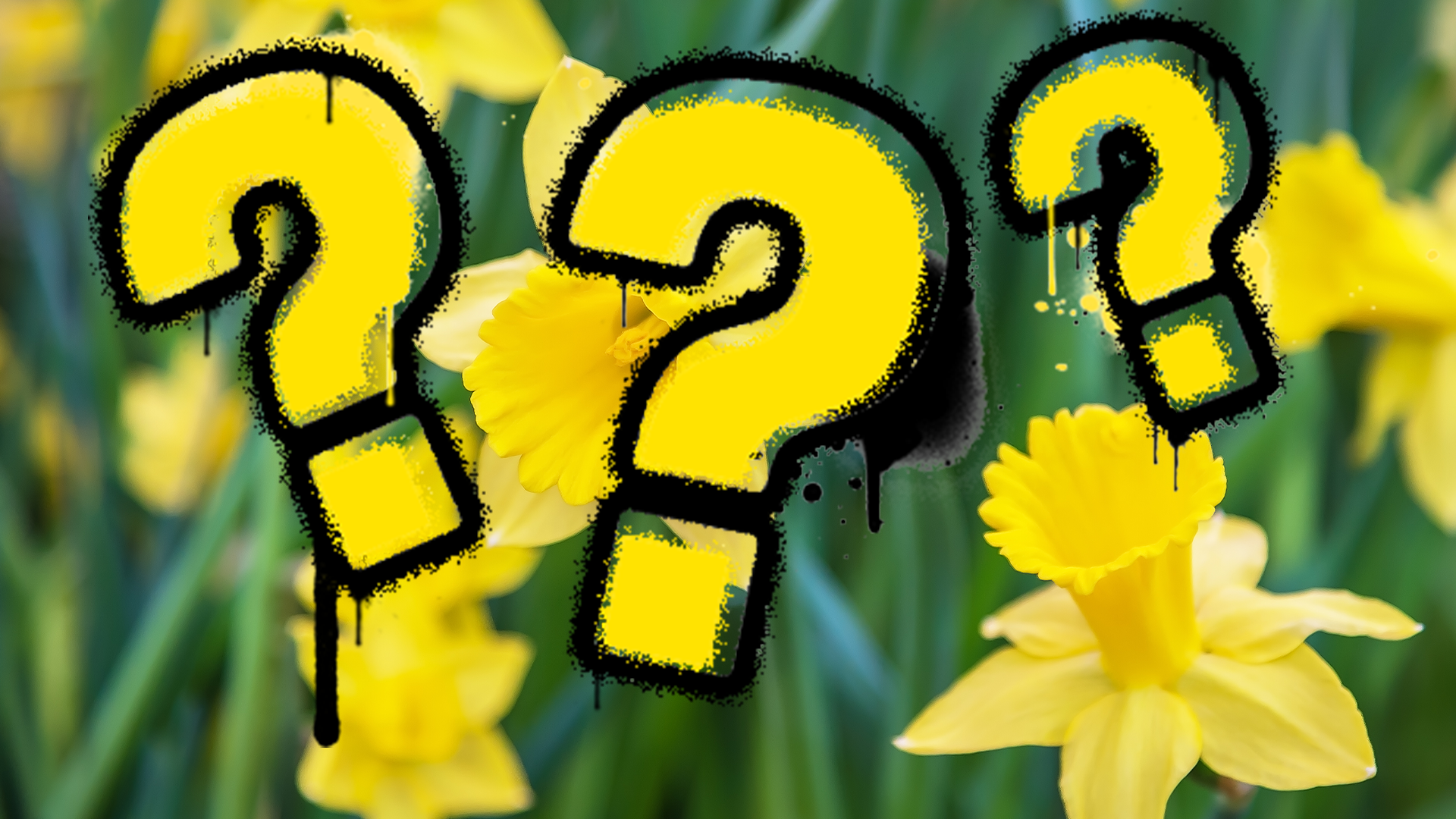 Some daffodils and question marks