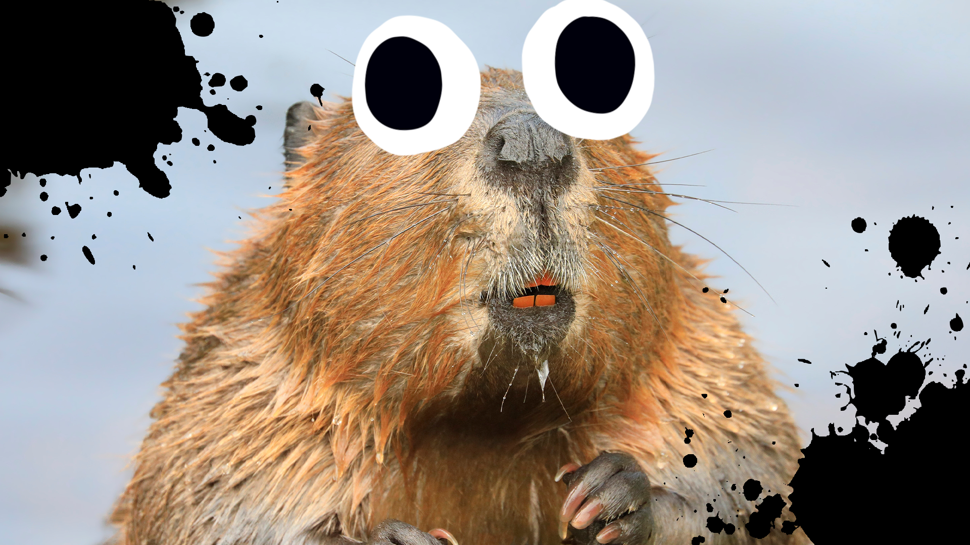 Beaver with splats