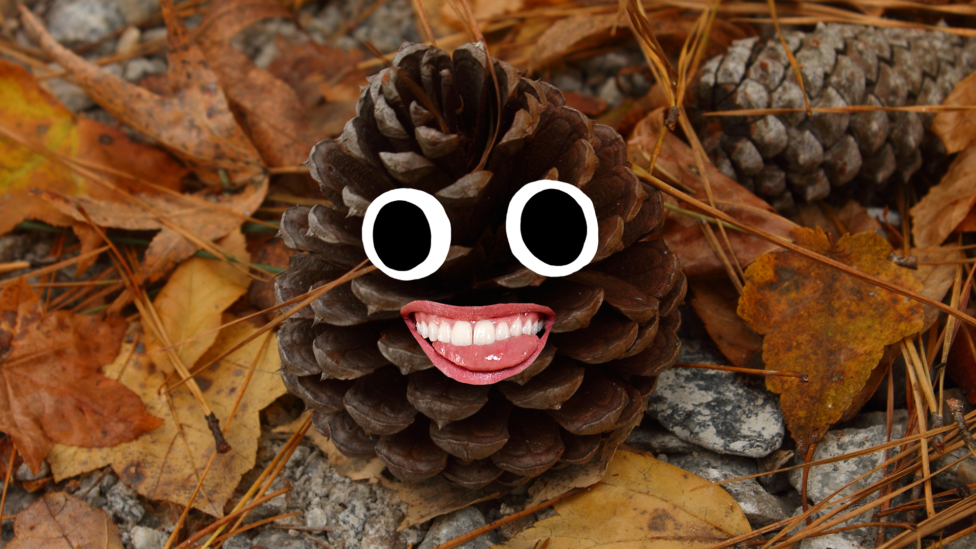 Goofy pinecone