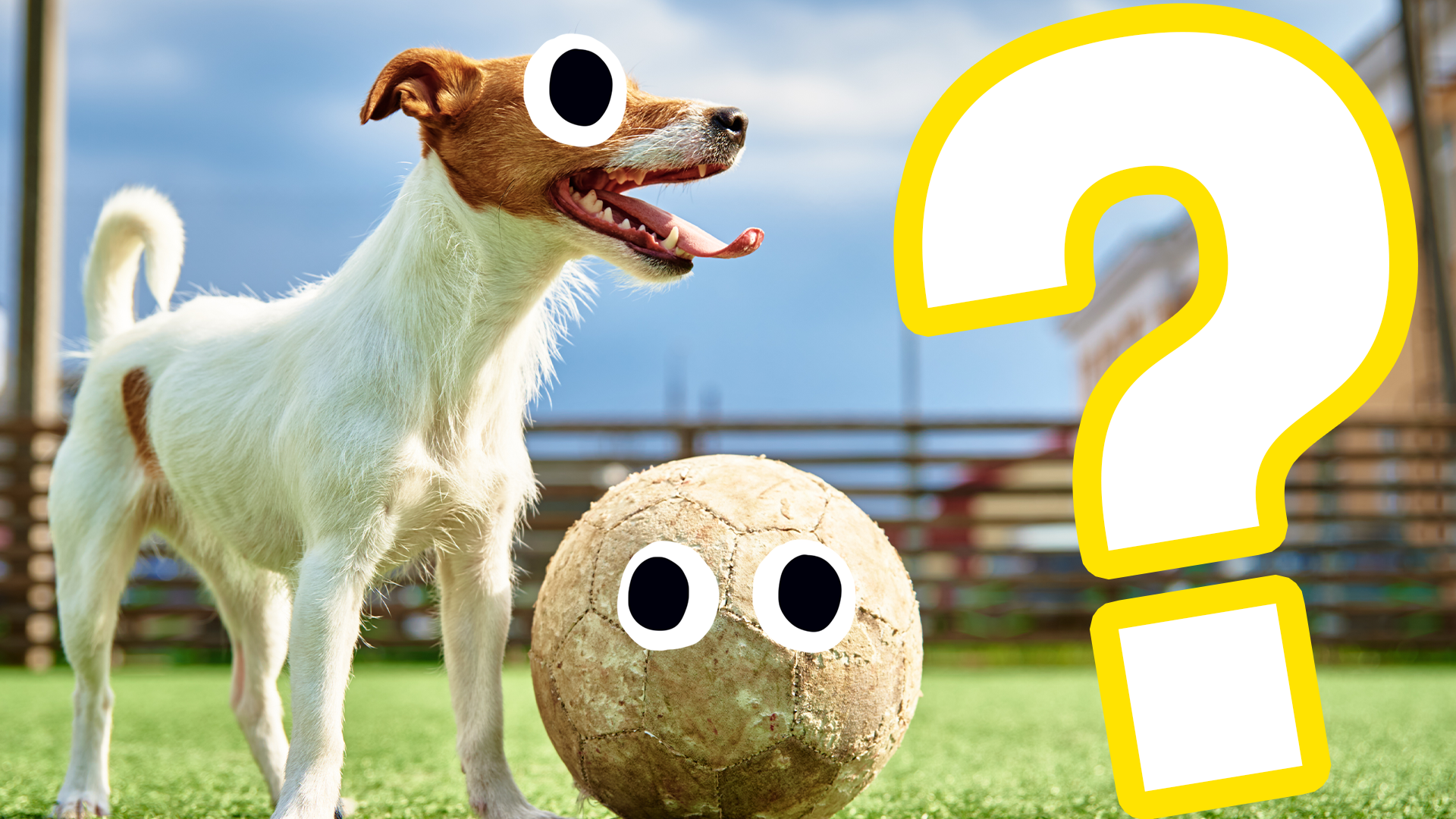 Dog, football and question mark