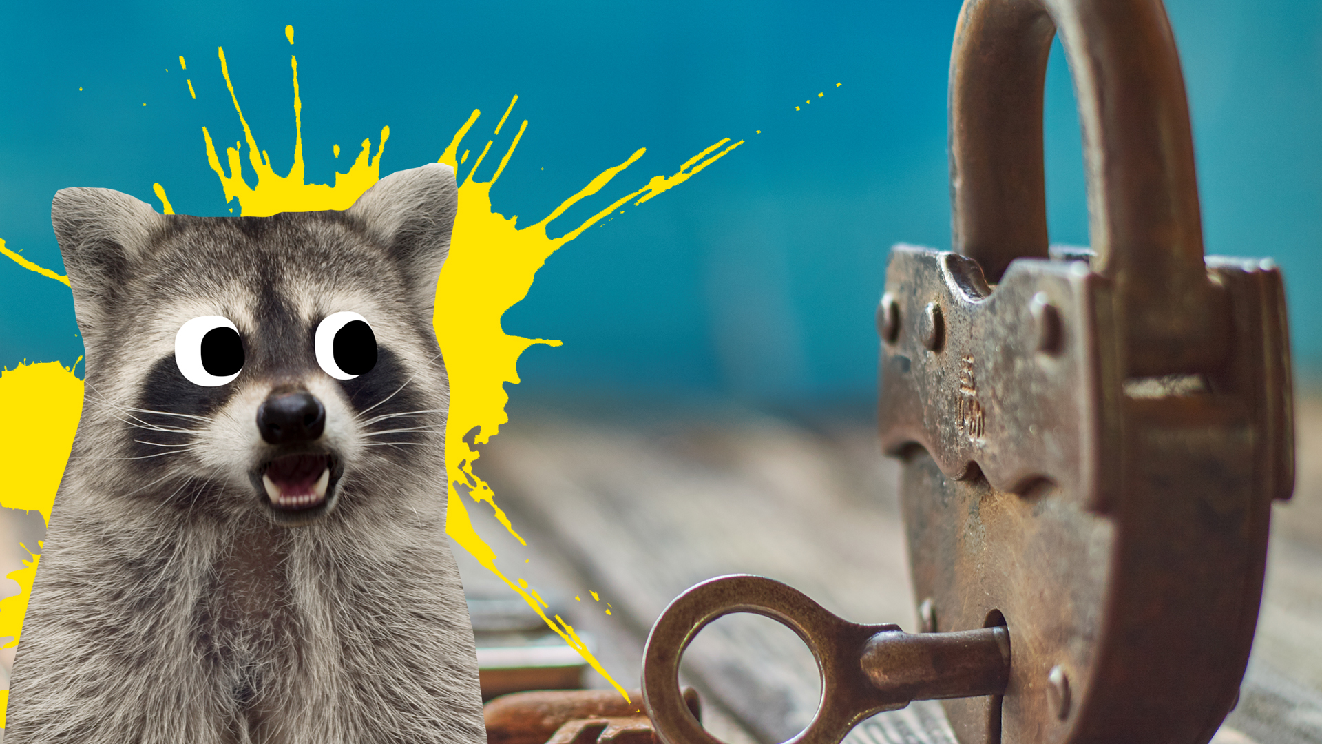 raccoon looking at a lock
