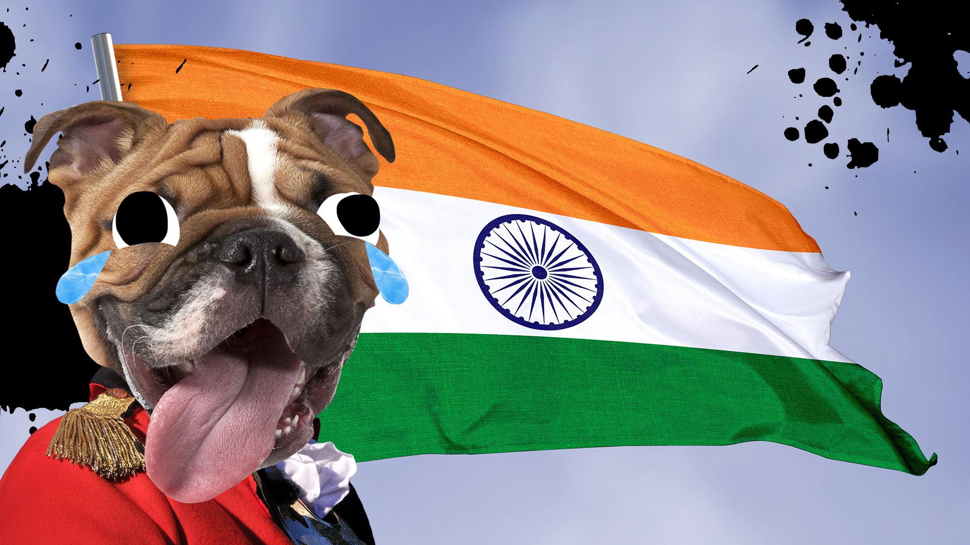 A bulldog slobbers next to an Indian flag