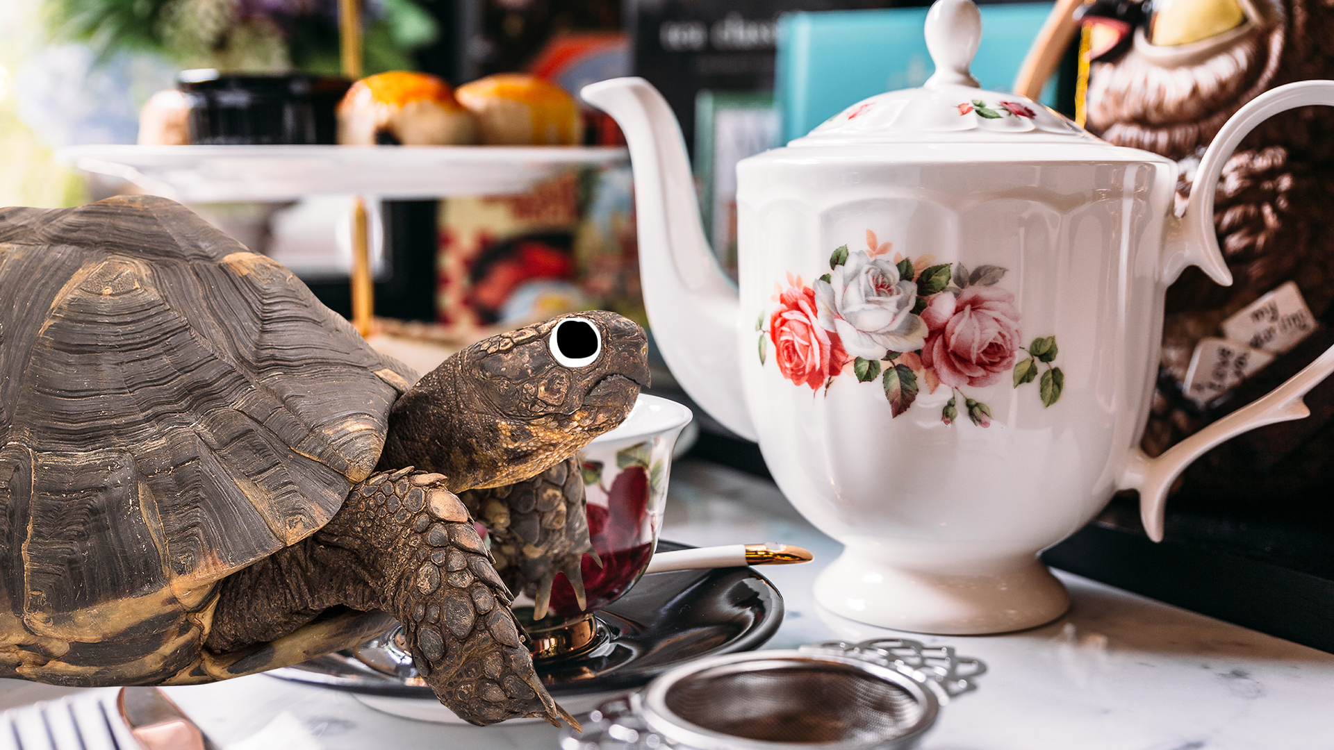 A tortoise and a teacup