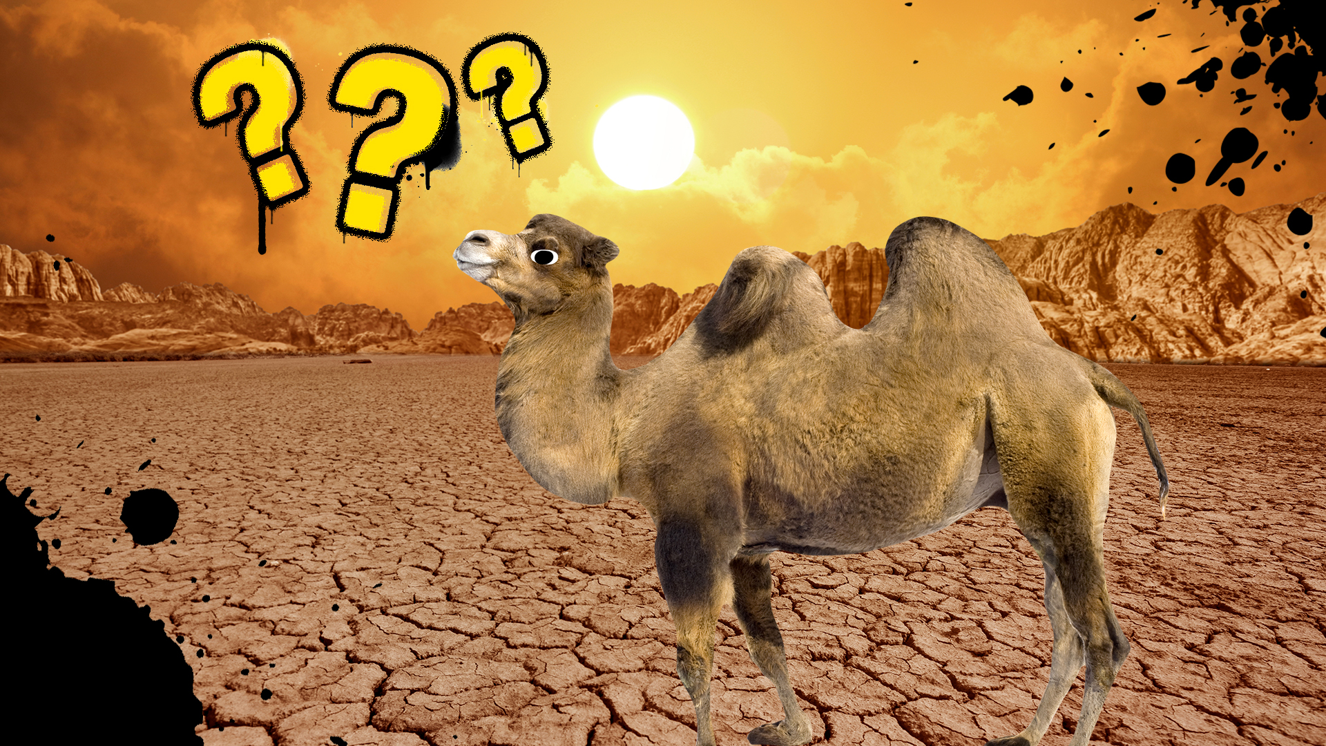 A camel walks in a desert