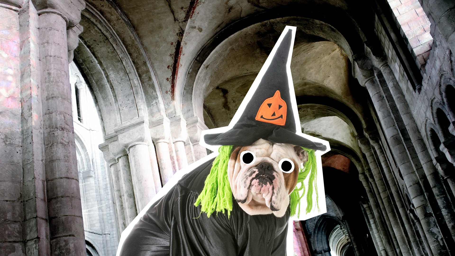 Dog witch in old halls