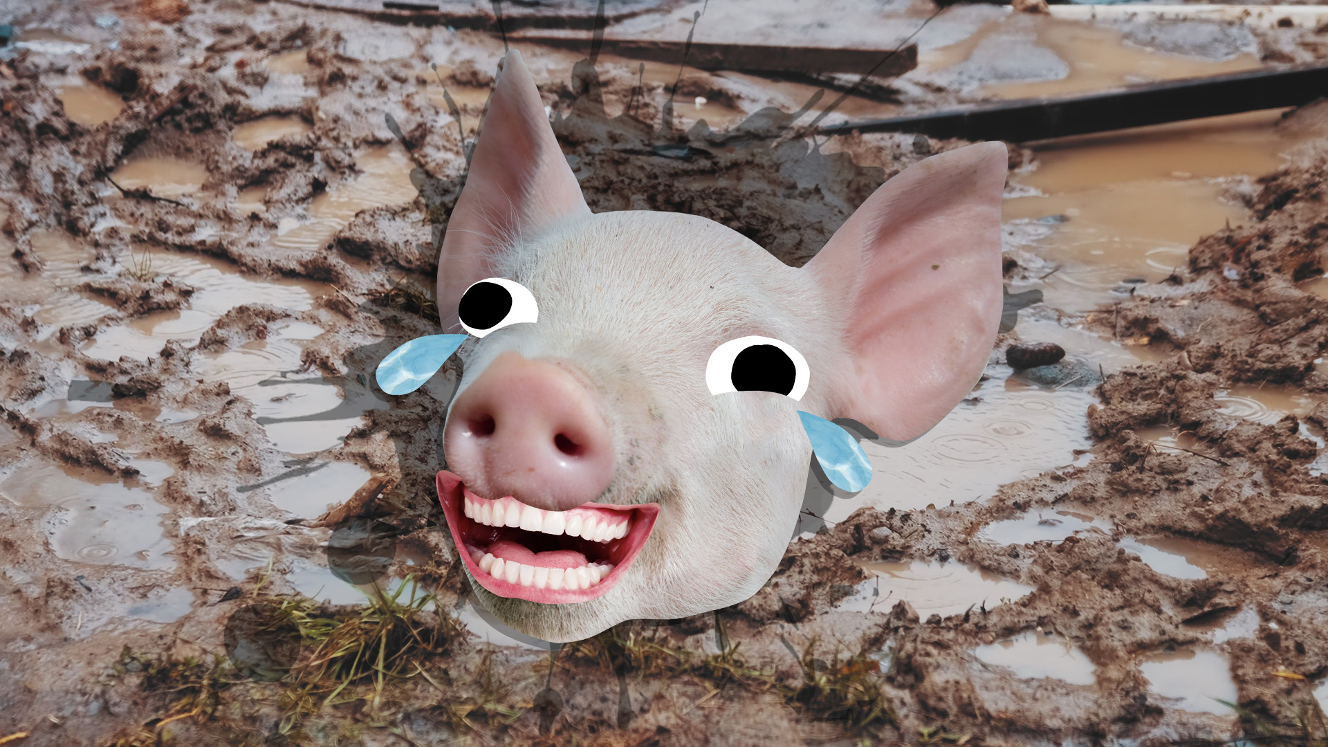 A muddy pig