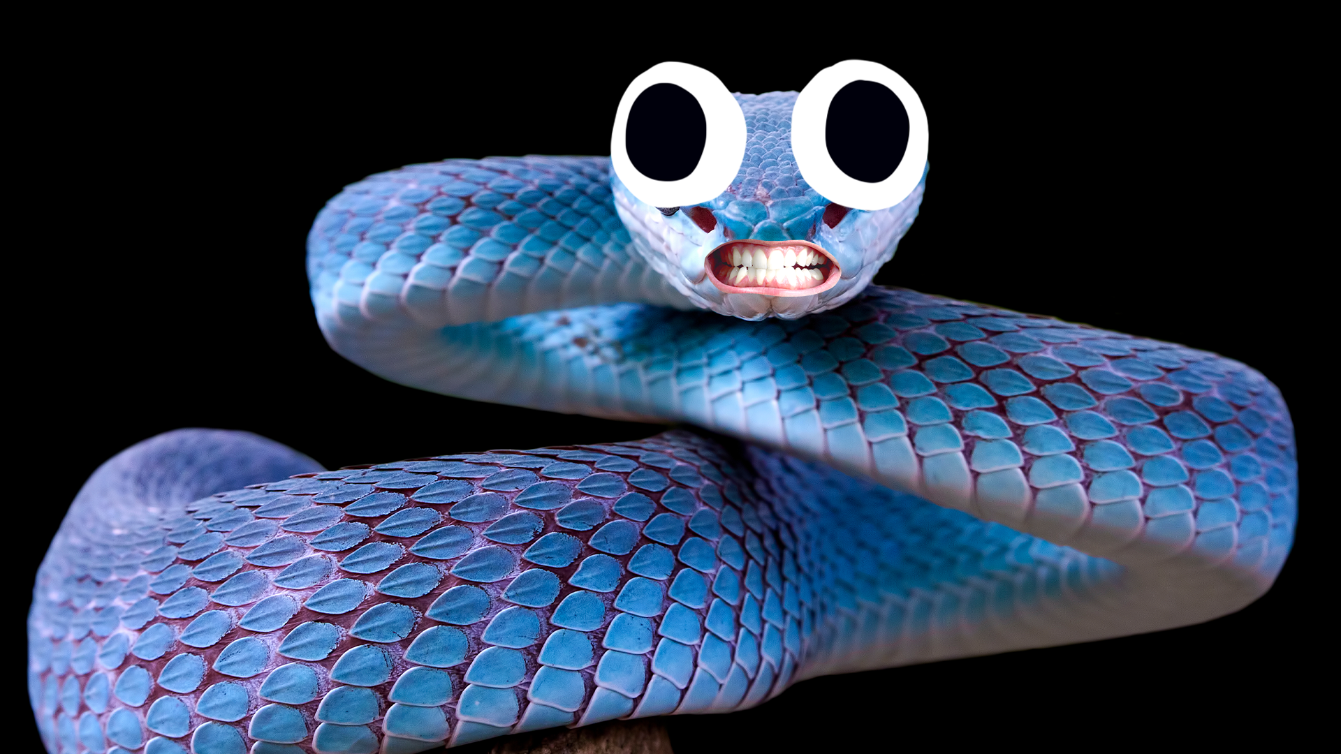 Goofy blue snake