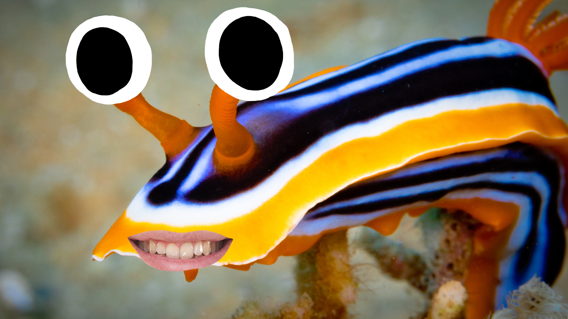 Goofy lil sea slug