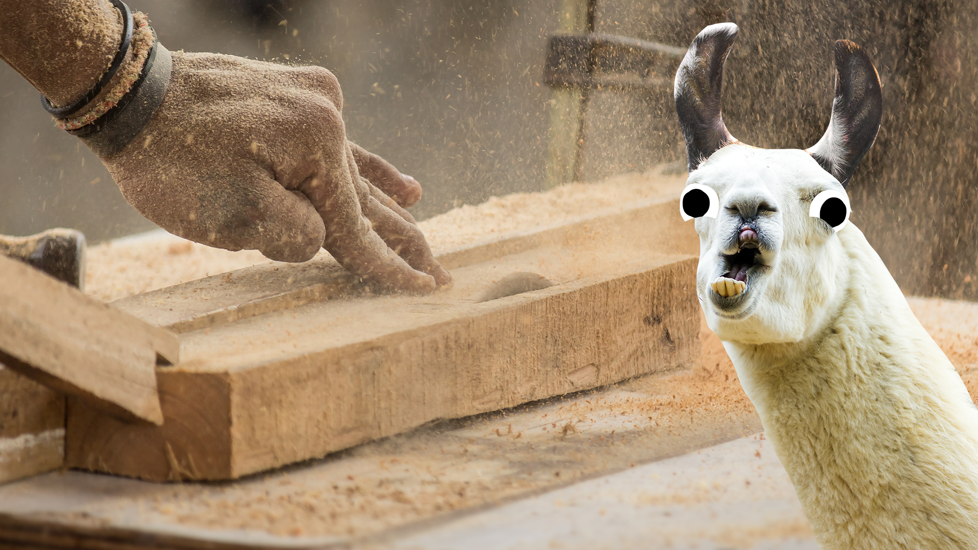 Someone doing carpentry and derpy llama