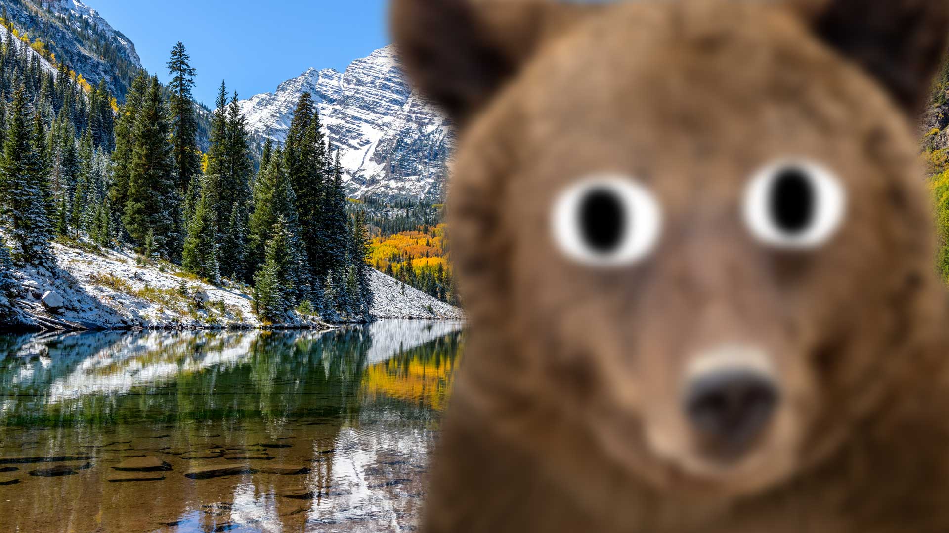 A blurred bear in Colorado