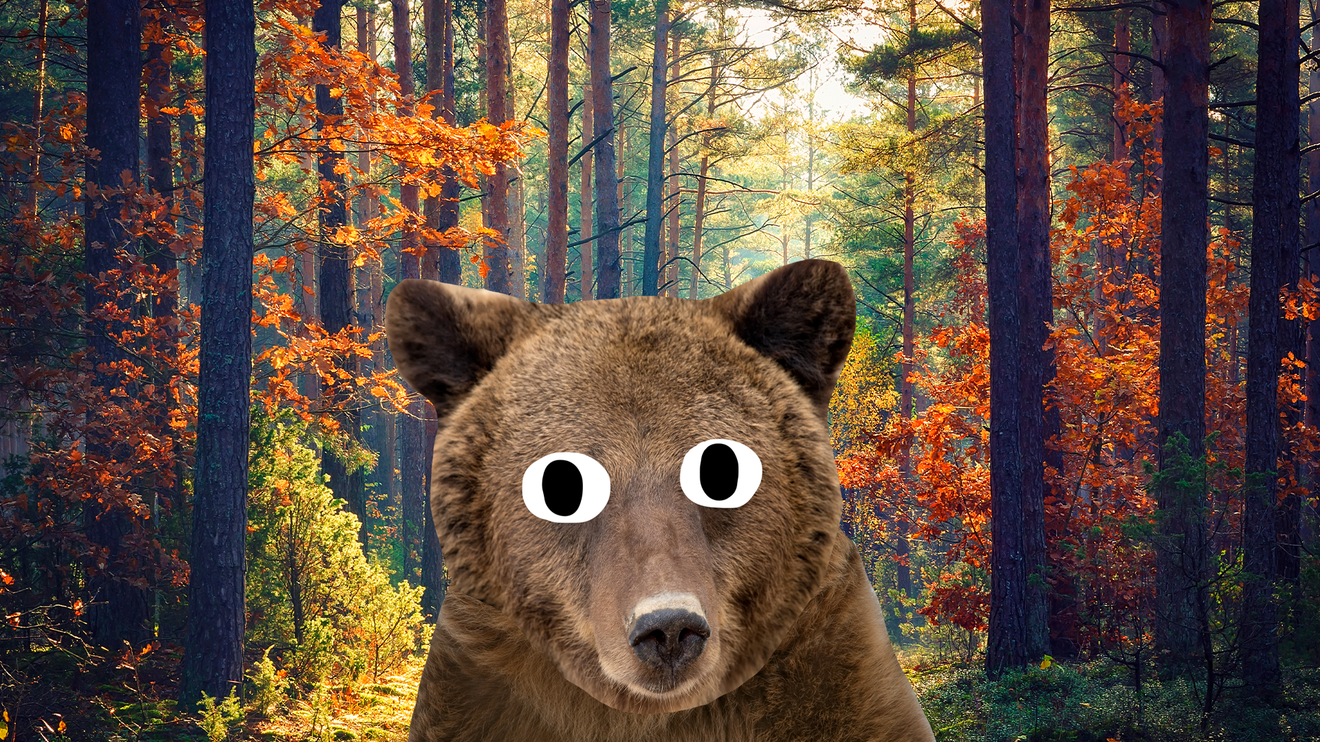 Woodlands with Beano bear