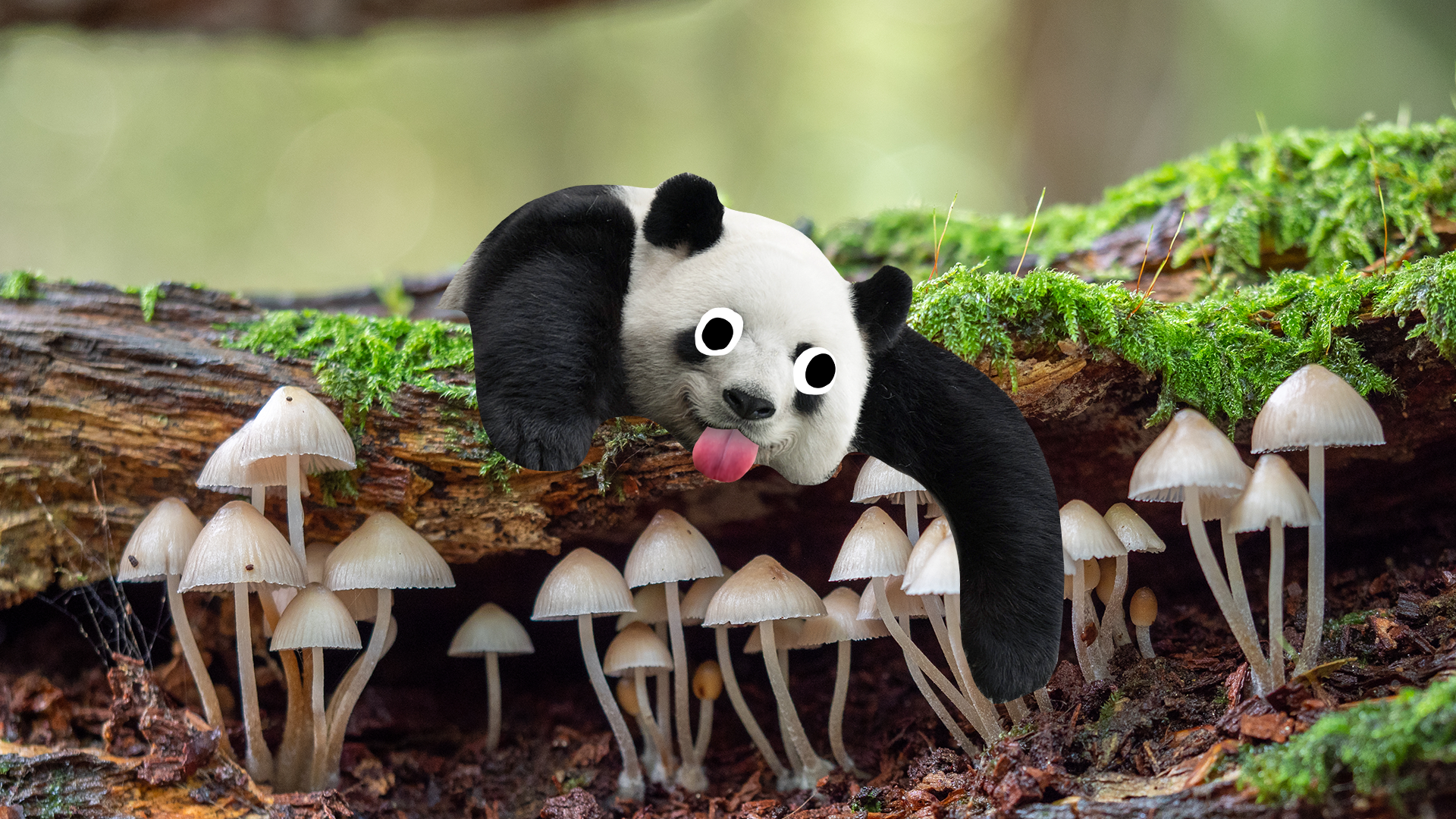 Mushrooms and derpy panda