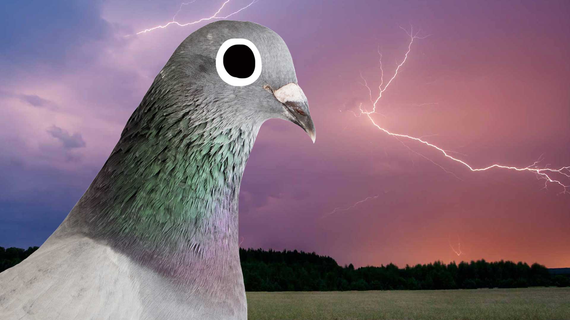 A pigeon in a storm