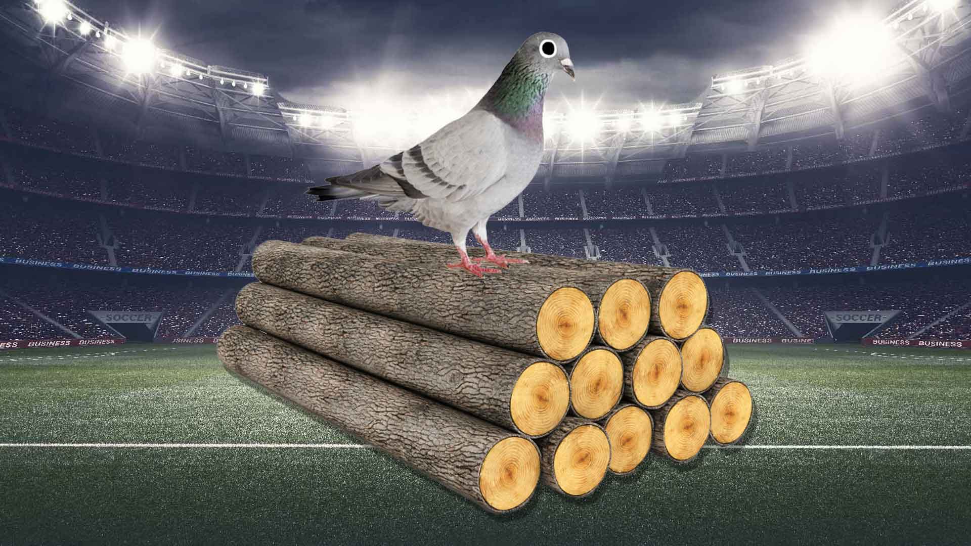 A pigeon sitting on a pile of logs