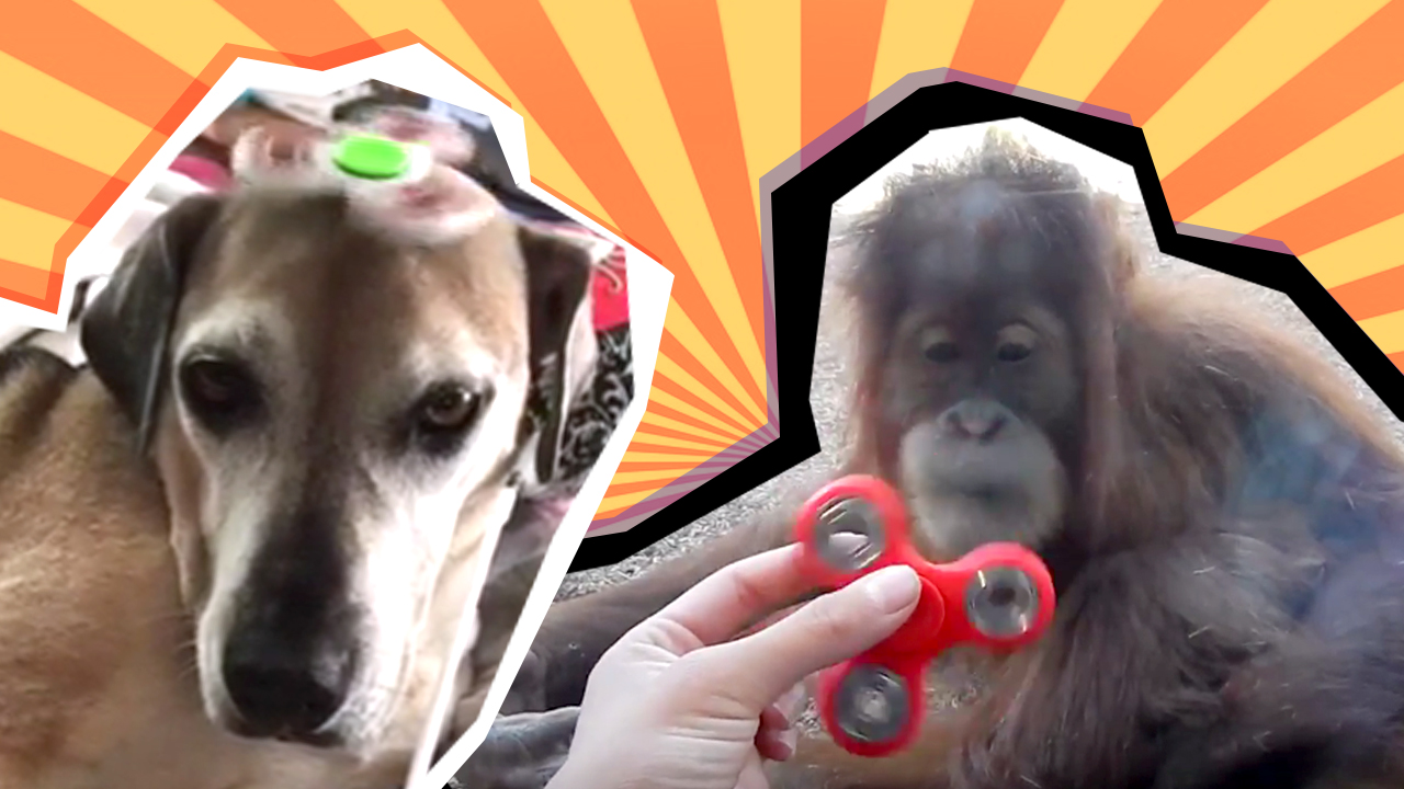 animals with fidget spinners