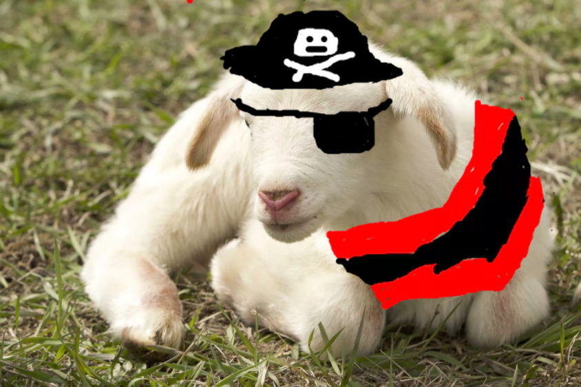 pirate sheep