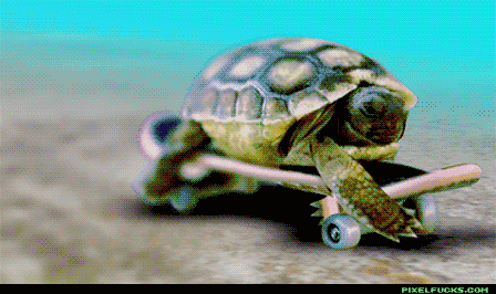 Tortoise on a skateboard