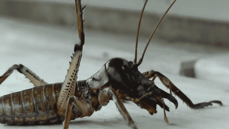 Terrifying insects