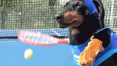 Dogs playing tennis