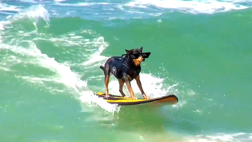surf dog doesn't play by the rules