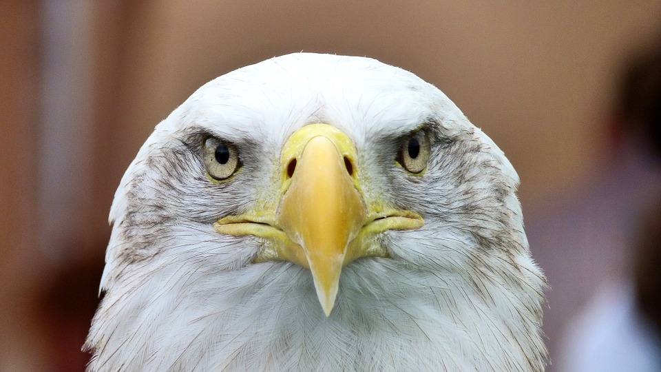 Serious eagle