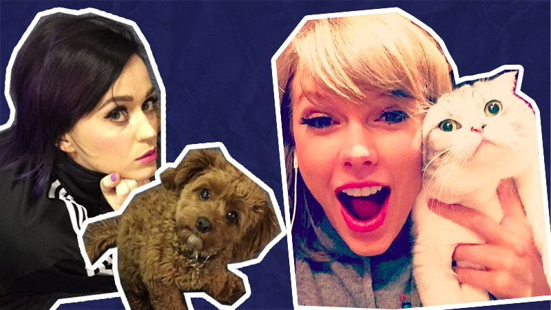 Katy Perry's Dog vs Taylor Swift's Cat