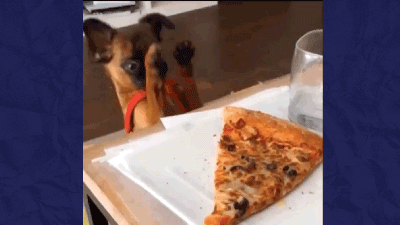 Dog with a pizza