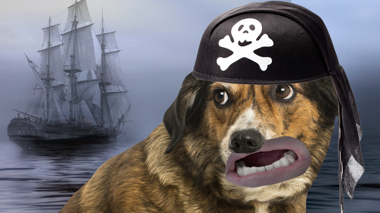 A dog dressed as a pirate